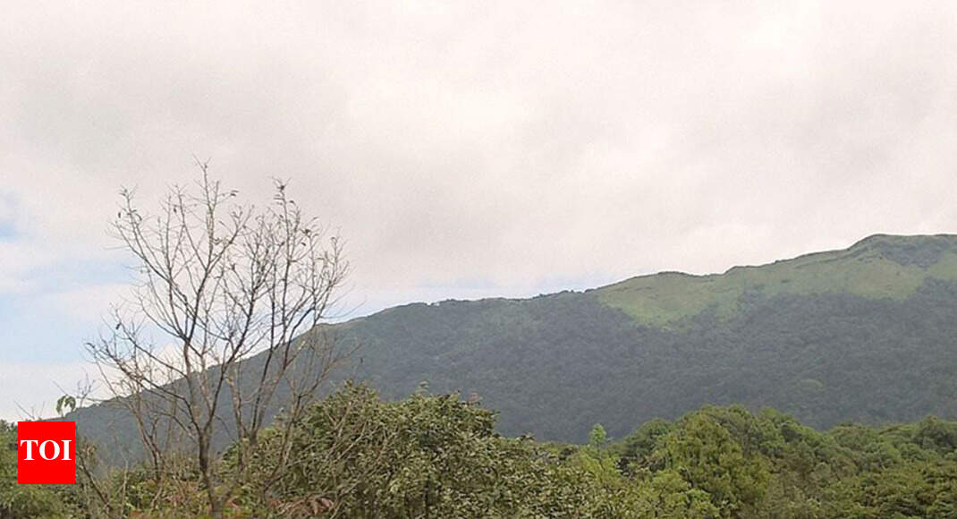 Leopard kills monk meditating in Maharashtra forest | Nagpur News