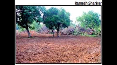 Officials begin clearing Guindy National Park of invasive weed