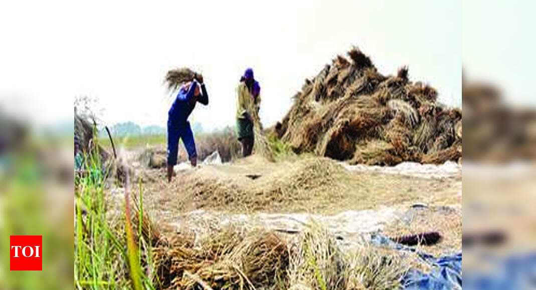 Paddy procurement trouble: Congress calls for ‘raasta roko’ in Jeypore ...