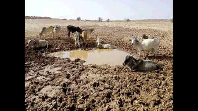 Over 5,555 villages of Rajasthan reel under drought