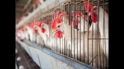 Bird flu: Odisha govt orders culling of chicken in 4 villages in Puri