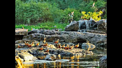 PIL challenges de-reserving of bird sanctuary plots in Pune