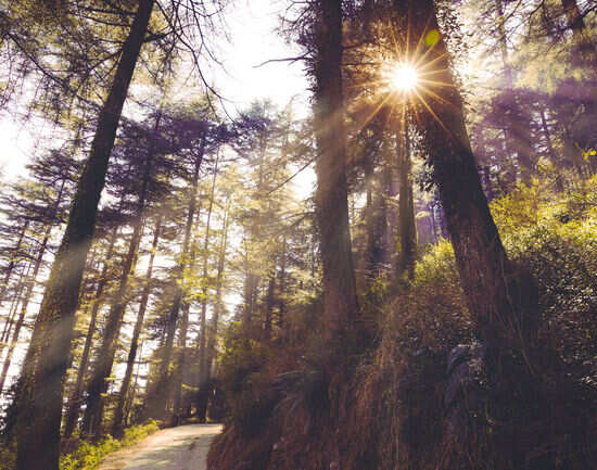 Hotels in McLeodganj near bus stand