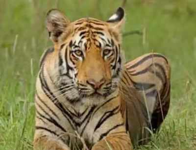 49 tigers died in India this year, most in Madhya Pradesh, Parliament told