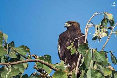 Golden Eagle Seen In Gujarat For First Time Ahmedabad News