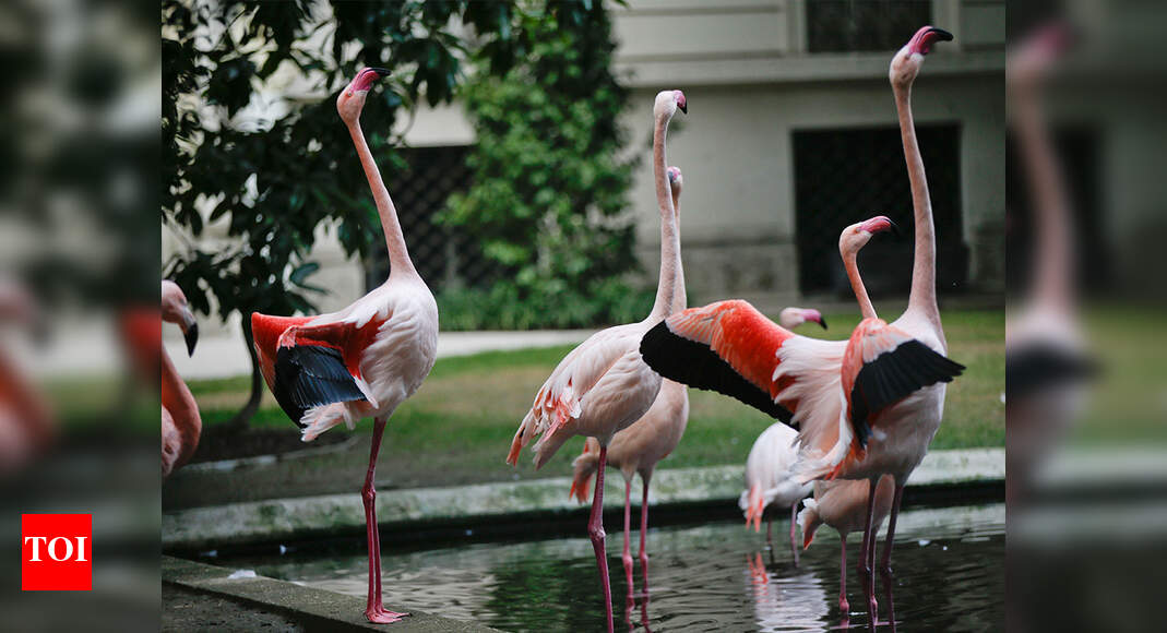 SC orders 10km buffer zone around Thane flamingo sanctuary | Mumbai