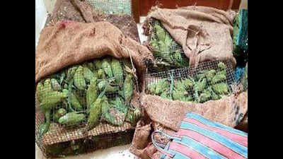 Bird catchers' wings clipped, 600 parrots being smuggled to Nepal recovered in Lucknow