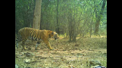 Telangana: Tiger 'missing' since one year caught on camera in Kawal reserve forest