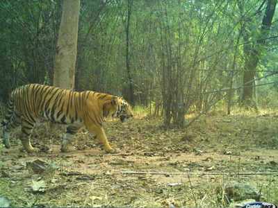 Telangana Tiger Missing Since One Year Caught On Camera In Kawal Reserve Forest Hyderabad News Times Of India