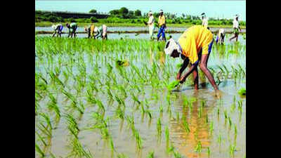 Farmers seek review of paddy procurement rule