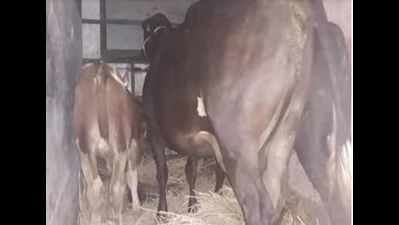 Bovines on way for 'slaughter' rescued in Bandra