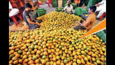 Disease takes a toll on Nagpur oranges