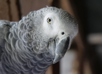 This naughty parrot ‘secretly’ uses Amazon Alexa to shop for his fruits