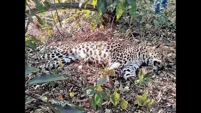Leopard shot dead, paws removed