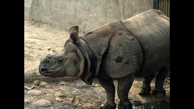 Babus delay meeting, hold up arrival of rhinoceros at Vandalur zoo