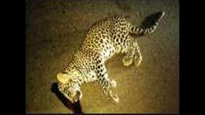 Three-month-old leopard killed in accident at Mayem