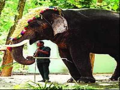 In a first, state gets DNA database on captive jumbos