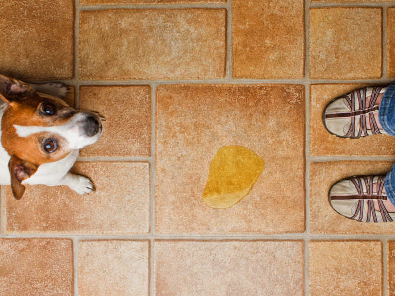Remove Dog Smell Instantly, How Do I Get Pet Urine Smell Out Of Hardwood Floors