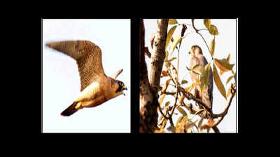 Migratory falcon cheers Tricity birders