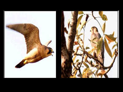 Migratory Falcon Cheers Tricity Birders Chandigarh News