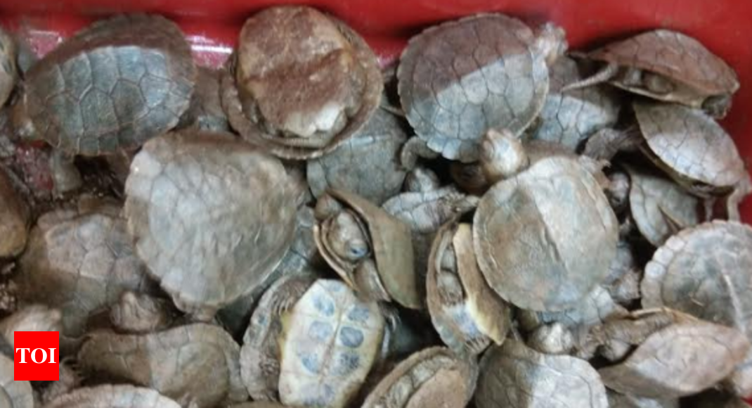 4,800 turtles seized from two passengers at Chennai airport | Chennai ...