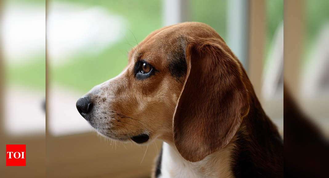 Beagle store sniffer dogs