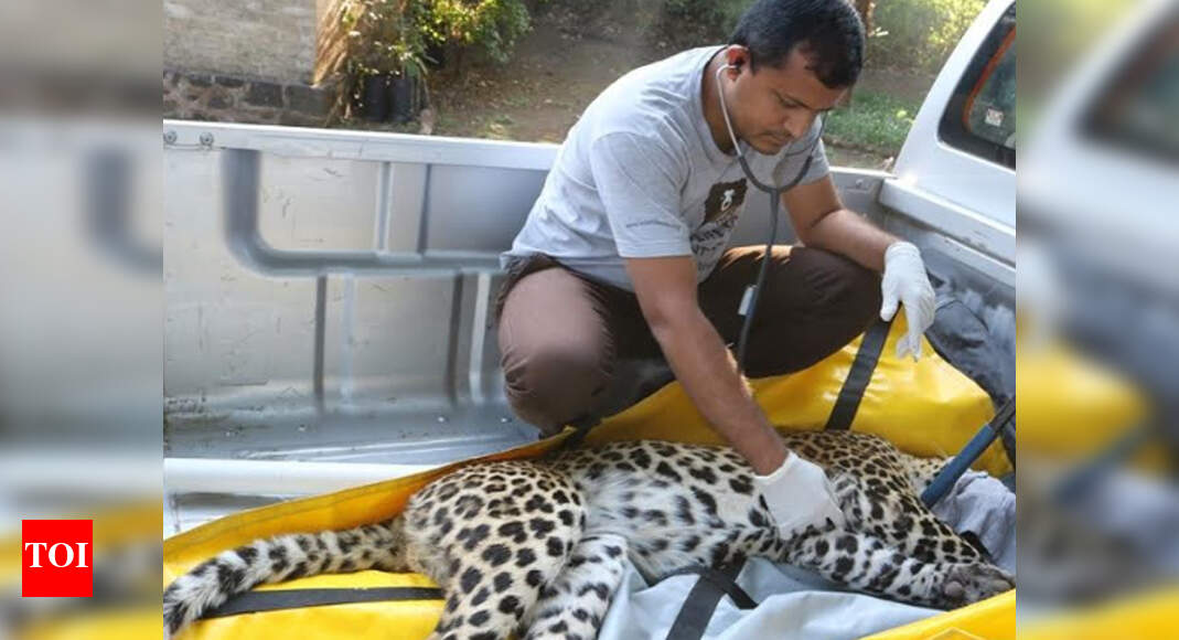 Leopard rescued by NGO near Pune Pune News Times of India
