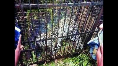 Leopard walks into cage, trapped