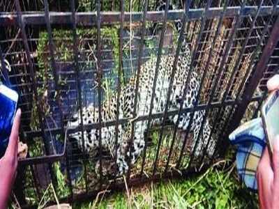 Leopard walks into cage, trapped