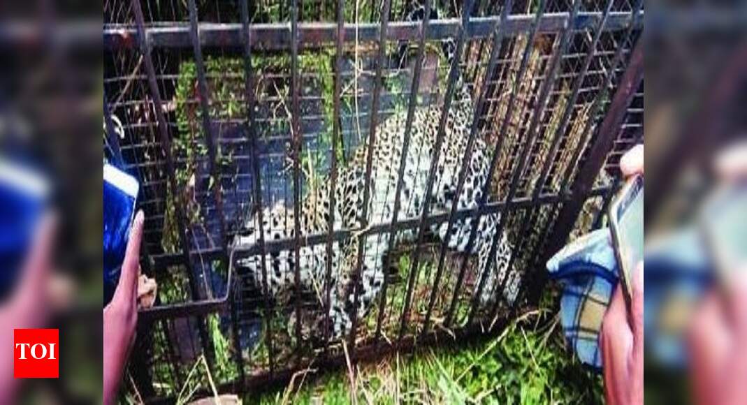 Leopard walks into cage, trapped | Hubballi News - Times of India