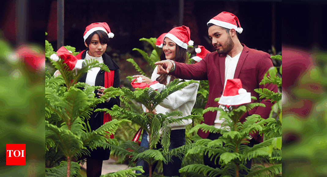 No more faking it, Gurgaon wants real Christmas trees Gurgaon News