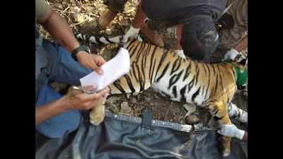 T1 female cub captured, sent to Pench enclosure