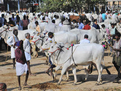 AP farmers sell Ongole bull to clear debts