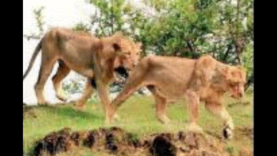 Madhya Pradesh: Kuno notified as national park, path clear for Gir lions