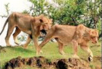Madhya Pradesh: Kuno notified as national park, path clear for Gir lions