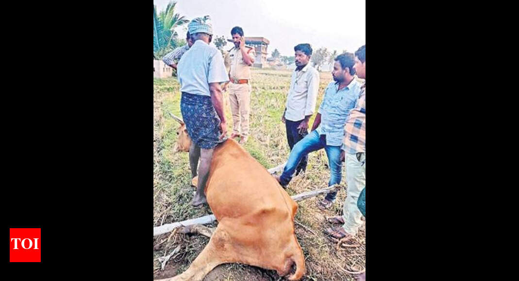 Police complaint against unidentified accused for raping cow in Andhra ...