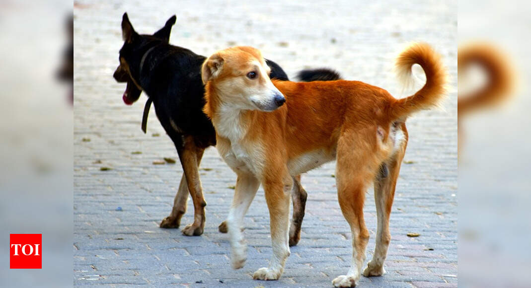 Fewer dogs in Chennai, says corporation; but bites are up Chennai