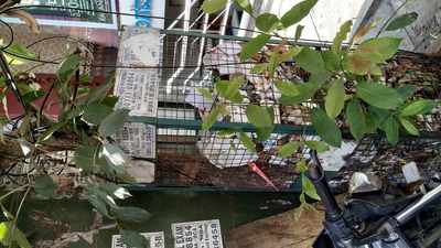 Tree Protection Mesh turns into a dustbin