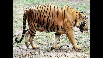 Uttar Pradesh forests new pit stop for migrant tigers