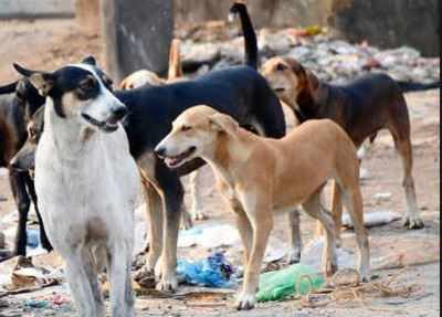 Pillion dog shop