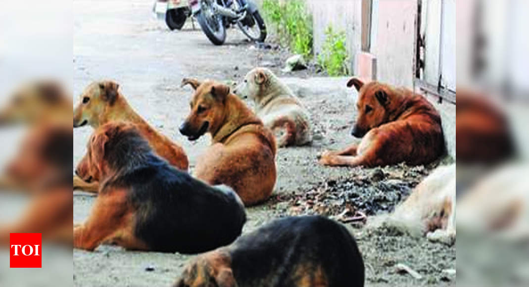 Street dog sterilization drive achieves target in Dehradun | Dehradun ...