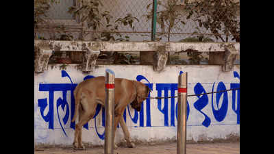 Scoop your pet’s poop or pay Rs 500 fine, PMC tells citizens