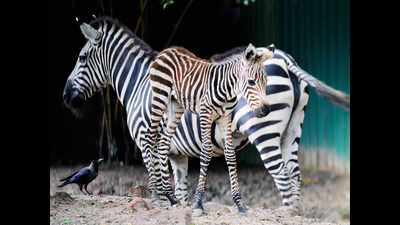 Bid to protect zoo animals amid festive rush