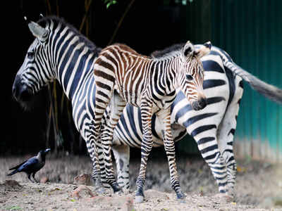 Bid to protect zoo animals amid festive rush | Kolkata News - Times of India