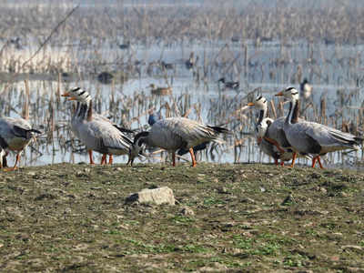 Water body attracting migratory birds in Haryana cries for government's attention