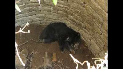 Sloth bear rescued from 40 feet well in Karnataka
