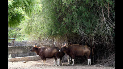 400 students undergo training in Vandalur zoo