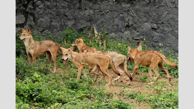 Seven wolf puppies are new attraction in Chennai’s Vandalur zoo