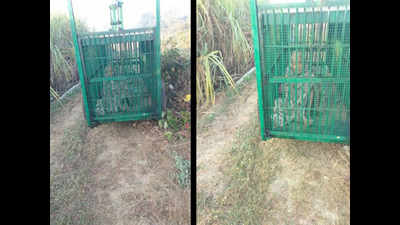 Gujarat: Old woman gets trapped in cage placed for leopards in Tapi