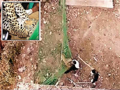 Leopard enters colony in Chittor, caught after 11-hour rescue operation